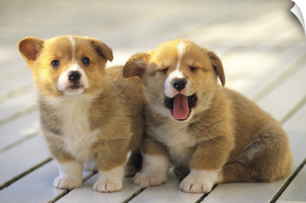 Welsh Corgi; is a dog breed that originated in Wales.