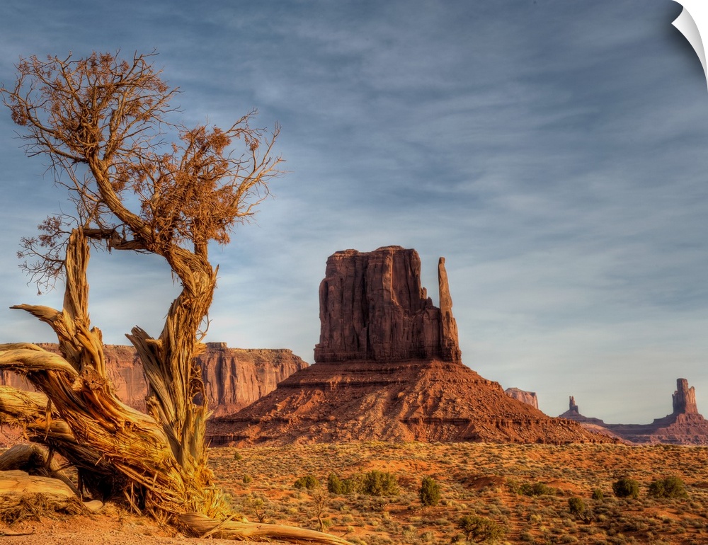 The West Mitten in Monument Valley in the early morning light. Juniper trees have a very hard life in this desert environm...