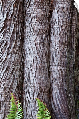 Western red cedar Thuja plicata bark with Sword ferns Polystichum Munitum at base