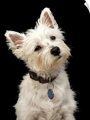 Westie (West Highland terrier) with collar.