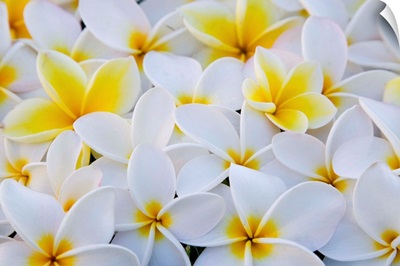 White And Yellow Frangipani
