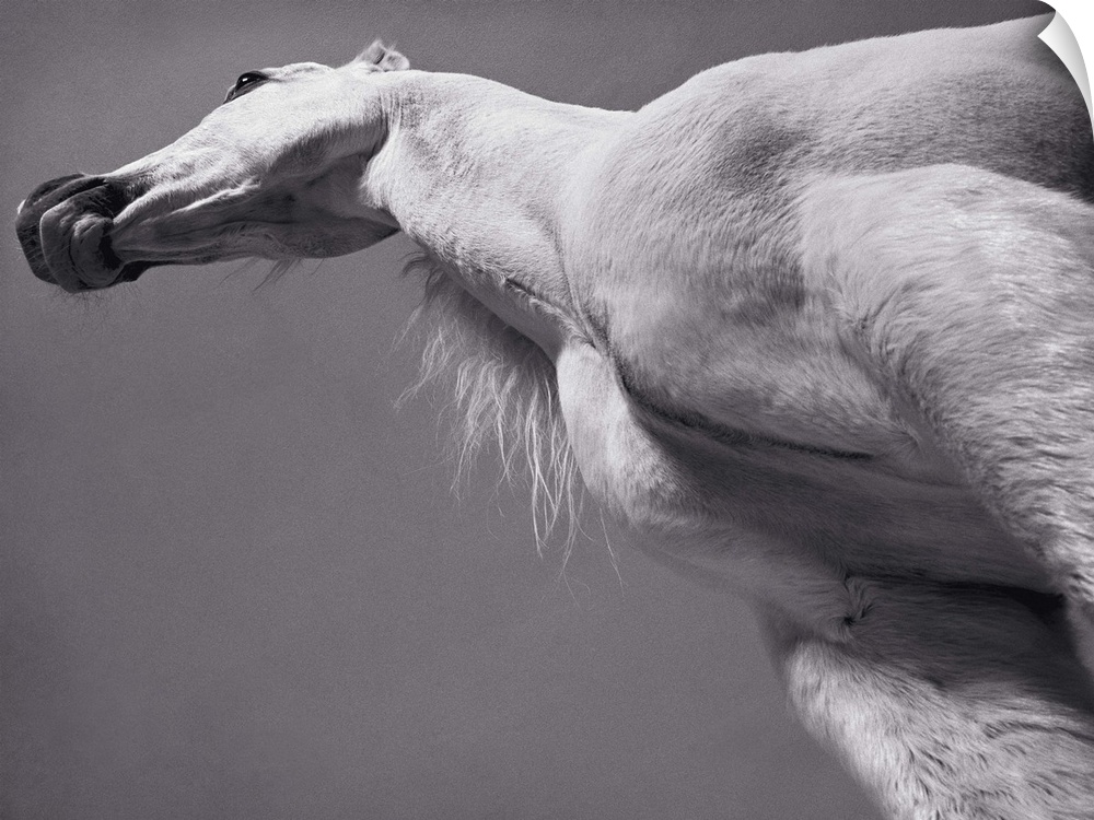 White Arabian horse, low angle view (toned B&W)