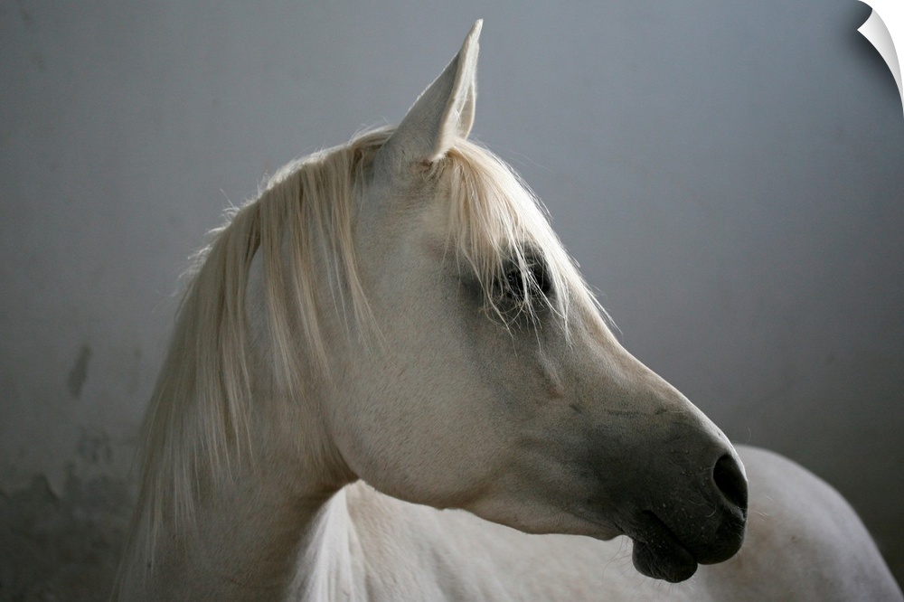 A horse is photographed as it turns its head so only the right side is pictured.