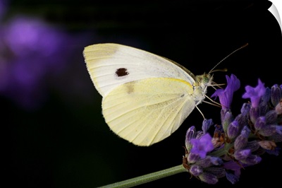 White butterfly on purple lavender flower.