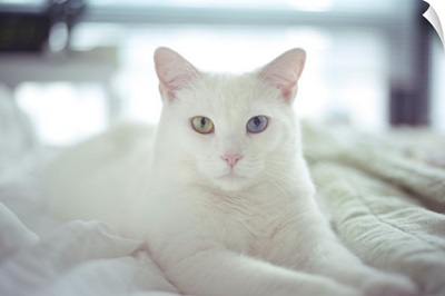 White cat laying with two different colored eyes, on bed.