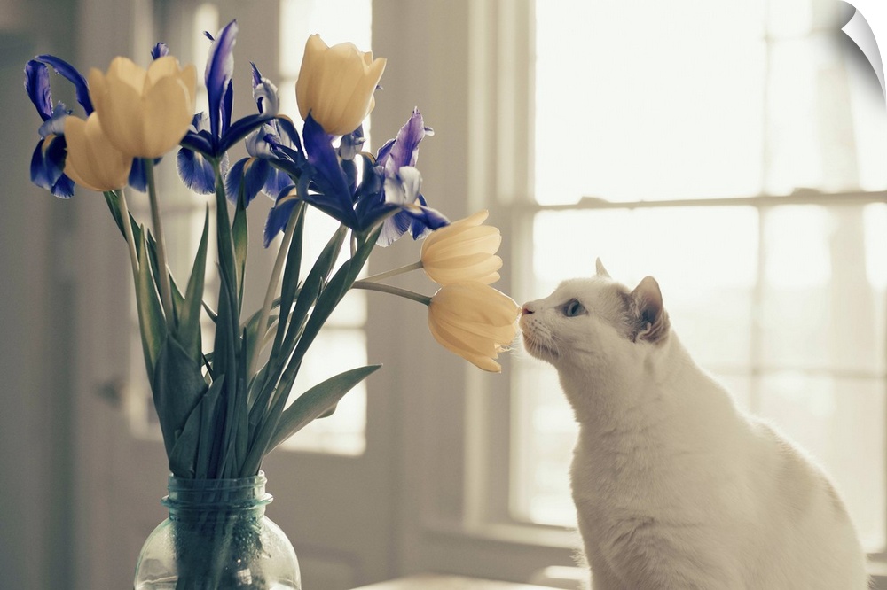 White cat smelling a bouquet of yellow tulips and purple irises.