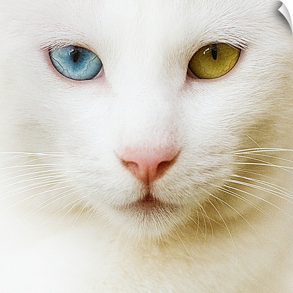 Qhite cat with yellow and blue eyes.