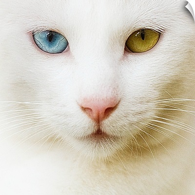White cat with yellow and blue eyes.