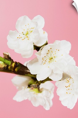 White Cherry Blossoms