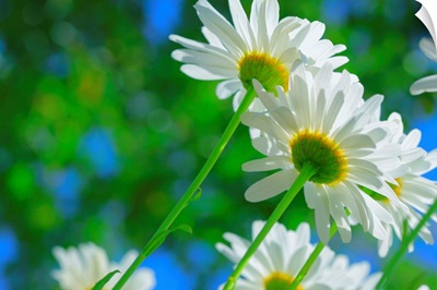 White daisies in sunlight.