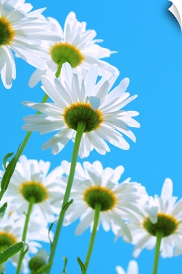 White daisies on aqua color sky.
