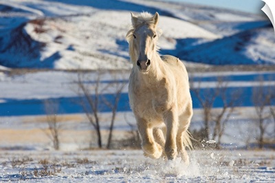 White Draft Horse Running In Big Horn Mountains In Winter