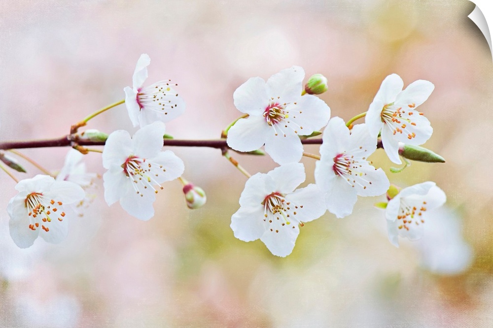 Horizontal photograph on a big wall hanging of a single branch of blooming cherry blossoms, against an out of focus backgr...