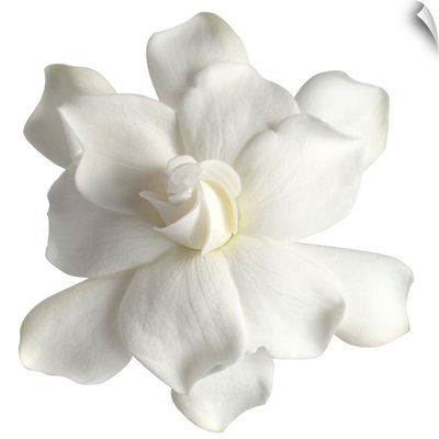 White gardenia