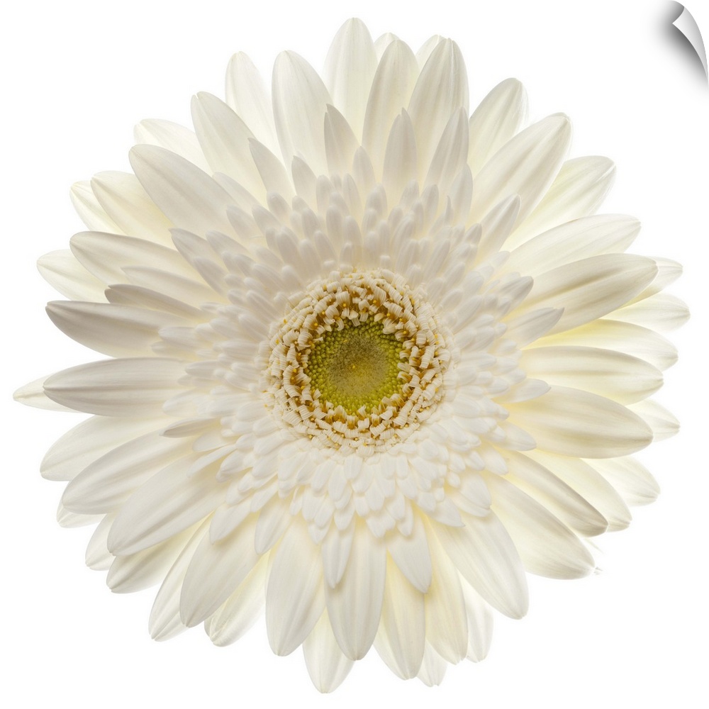 White gerbera daisy isolated on white.