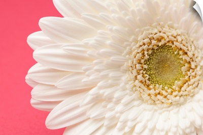 White gerbera daisy on pink background.