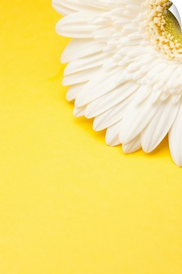 White Gerbera daisy with yellow copyspace.