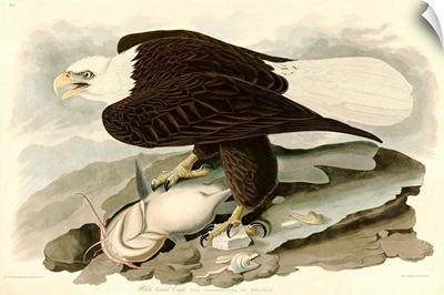 White Headed Eagle By John James Audubon