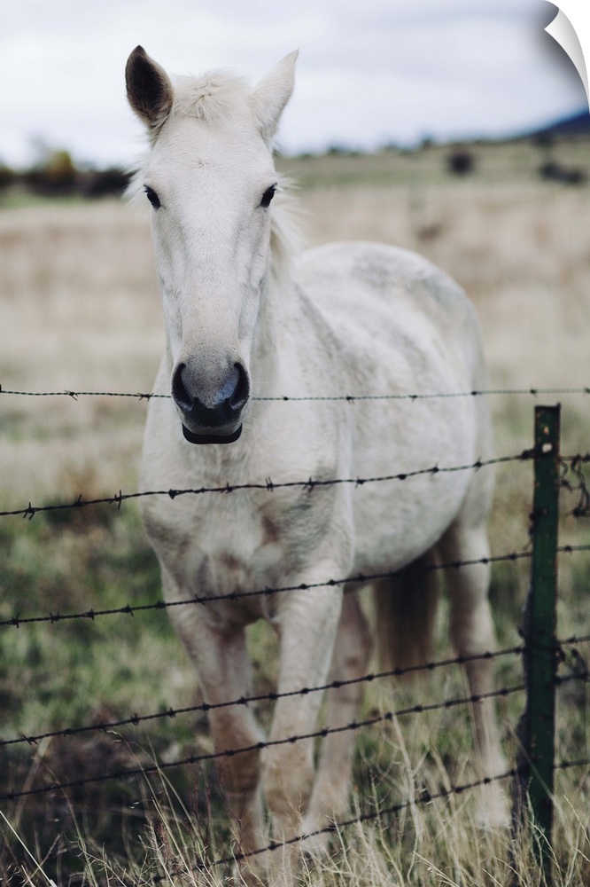 White horse in field behind metal fence.