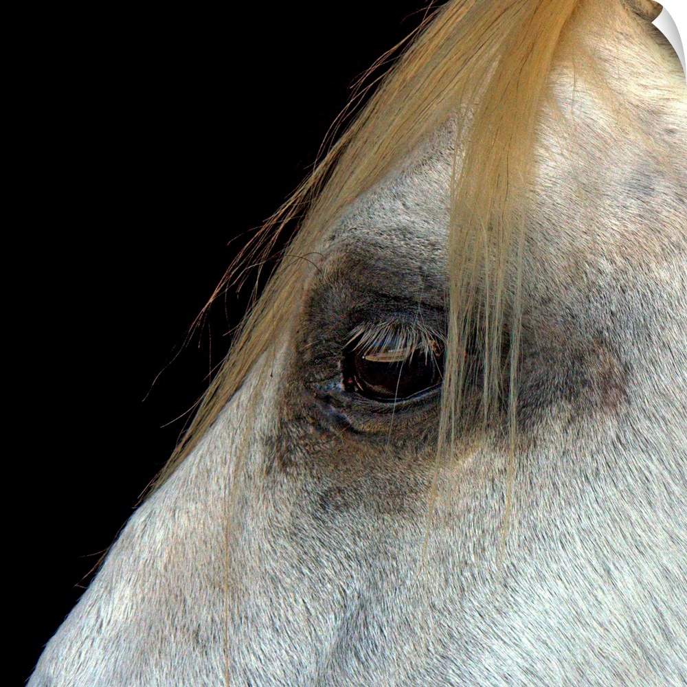 Square photo  on canvas of the up close of a horses' eye.