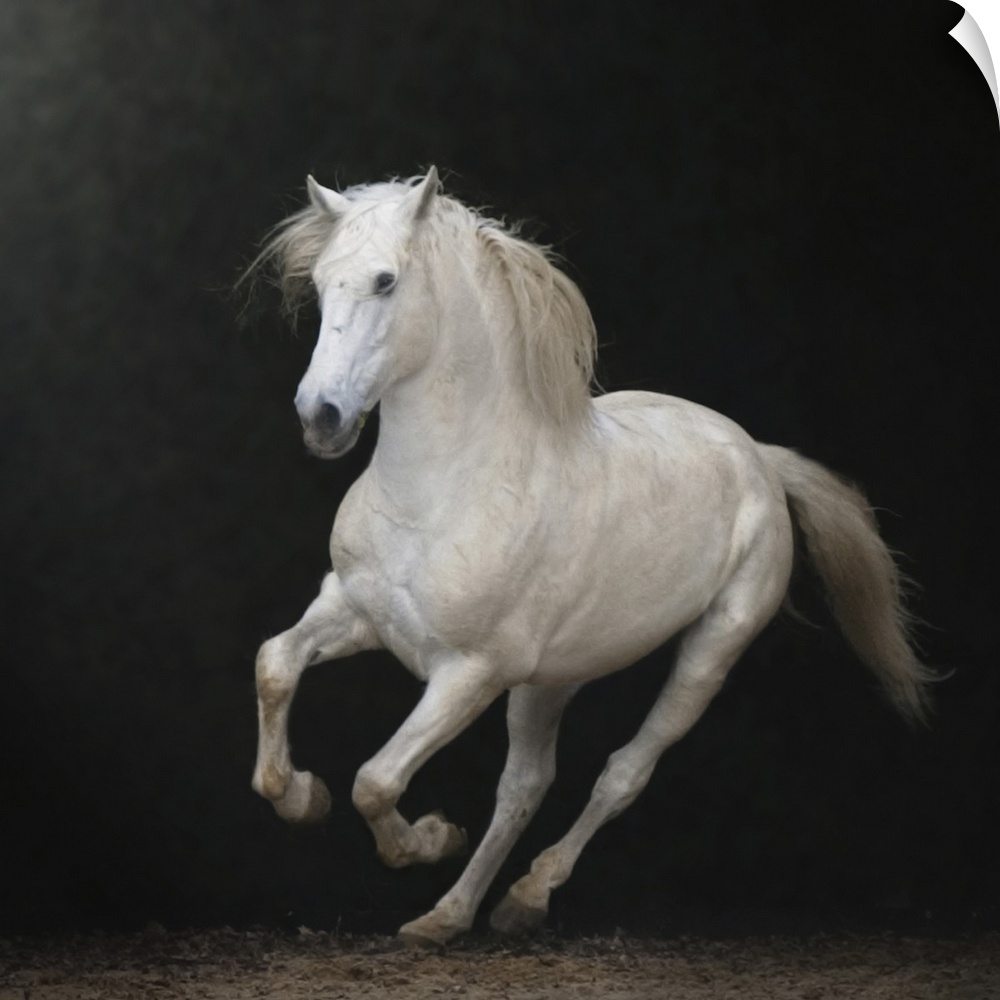 White Lusitano horse galloping on a black background