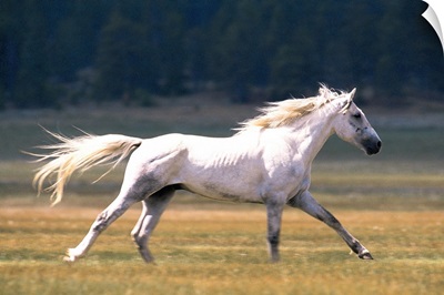 White horse running in field , Fairplay , Colorado