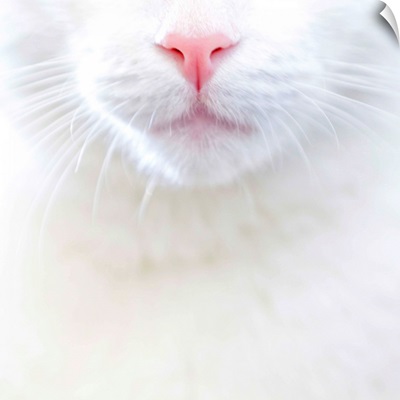White kitty cat with pink nose, US.