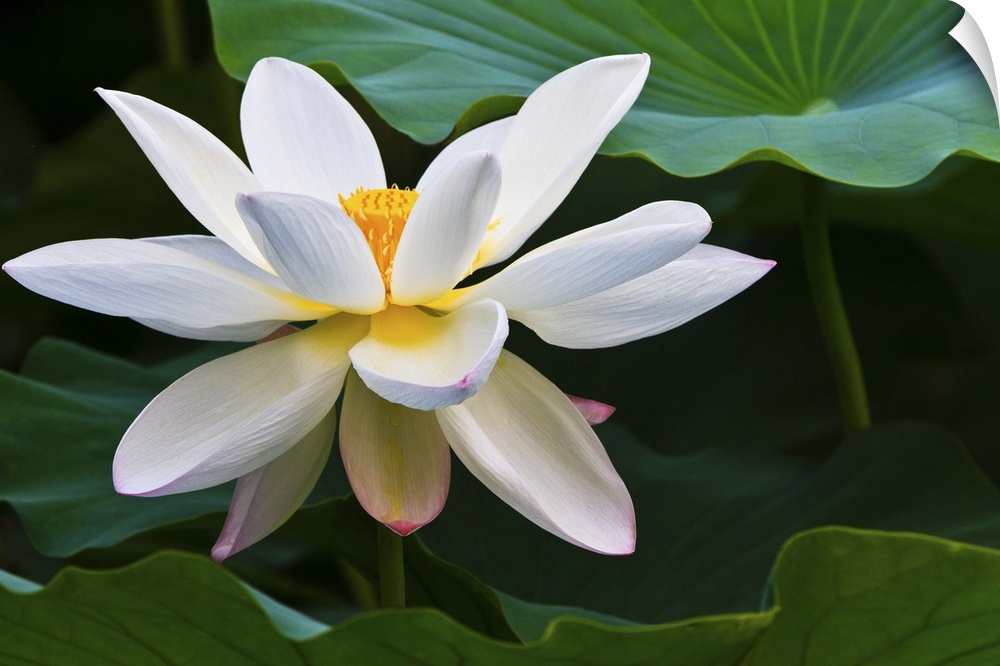 White lotus flower, blooming in Daning-Lingshi Park, Shanghai China.