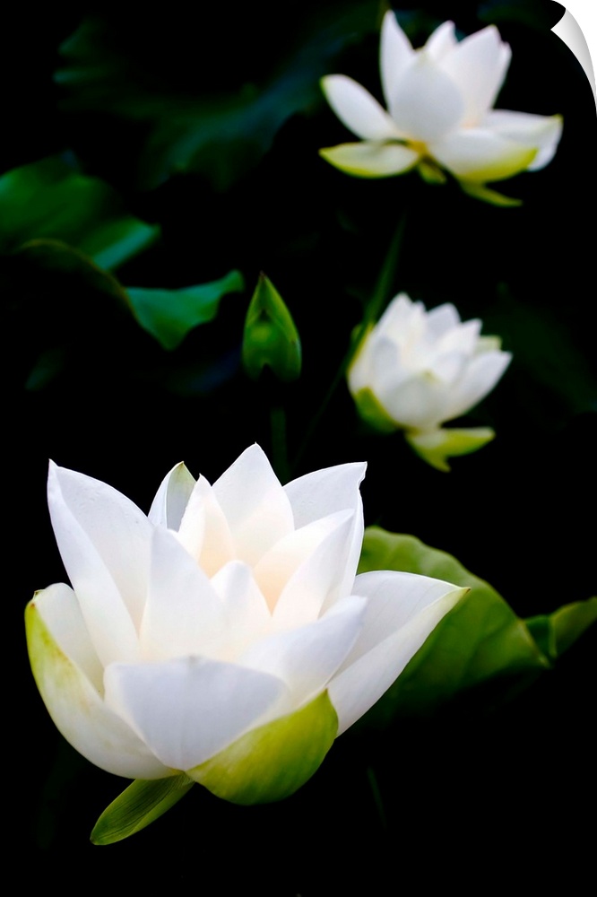 White lotus on black background.