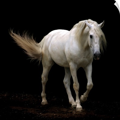 White Lusitano horse walking, swishing his tail.
