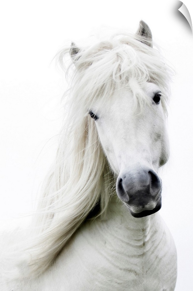 White on white, white dreamy horse.
