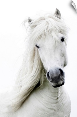 White on white, white dreamy horse.