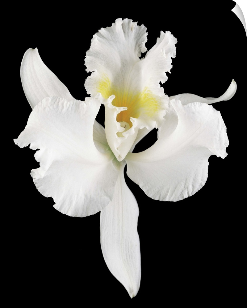 White orchid flower in bloom (Orchidaceae) on black background