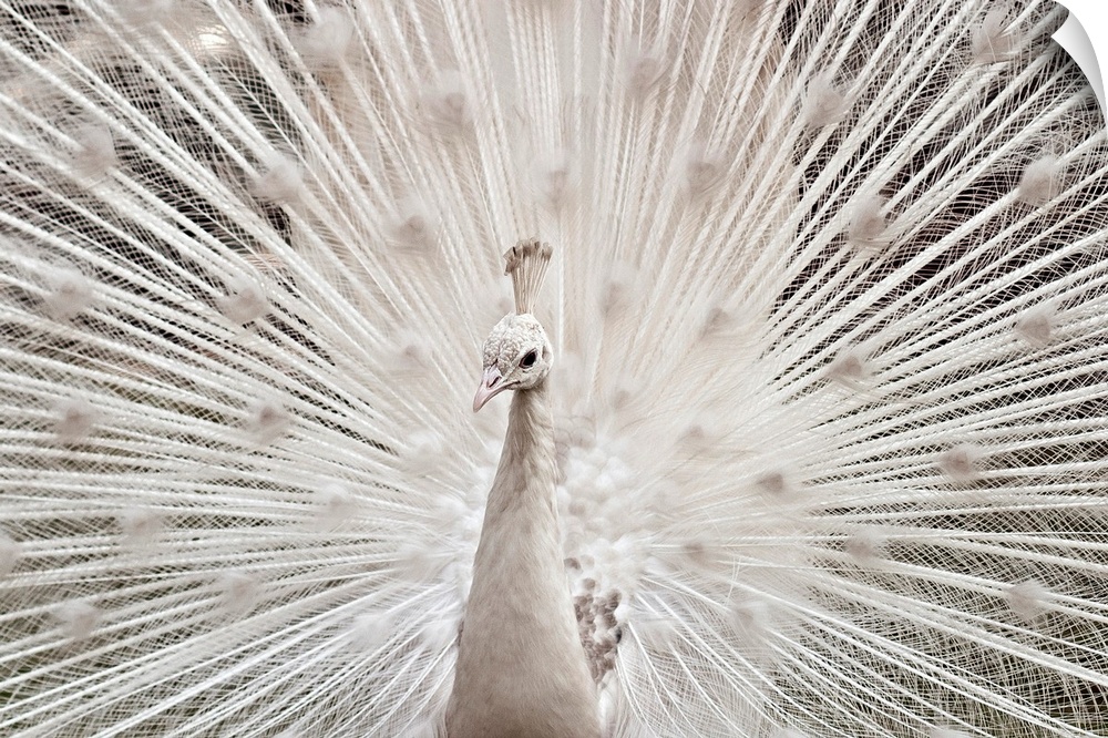 White peacock, Lahore.