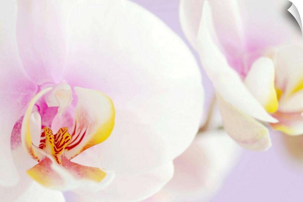 Macro shot of two orchids in bloom with pale petals and a blurred background.