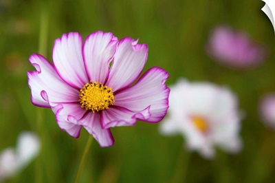 White, pink and yellow flower in field with blur flowers and grasses in background.