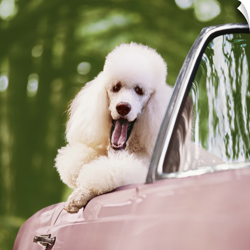 White Poodle in pink convertible car