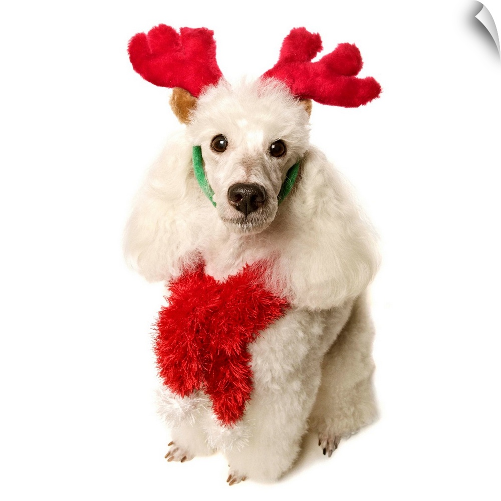 White poodle wearing red Christmas Antlers and red scarf, close-up