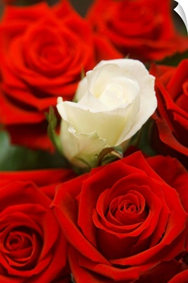 White Rose Between Red Roses