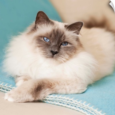 White sacred birman cat with blue eyes lying on blue blanket.