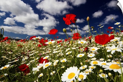 Wide angle view of meadow of poppies and daisies, Cornwall, England