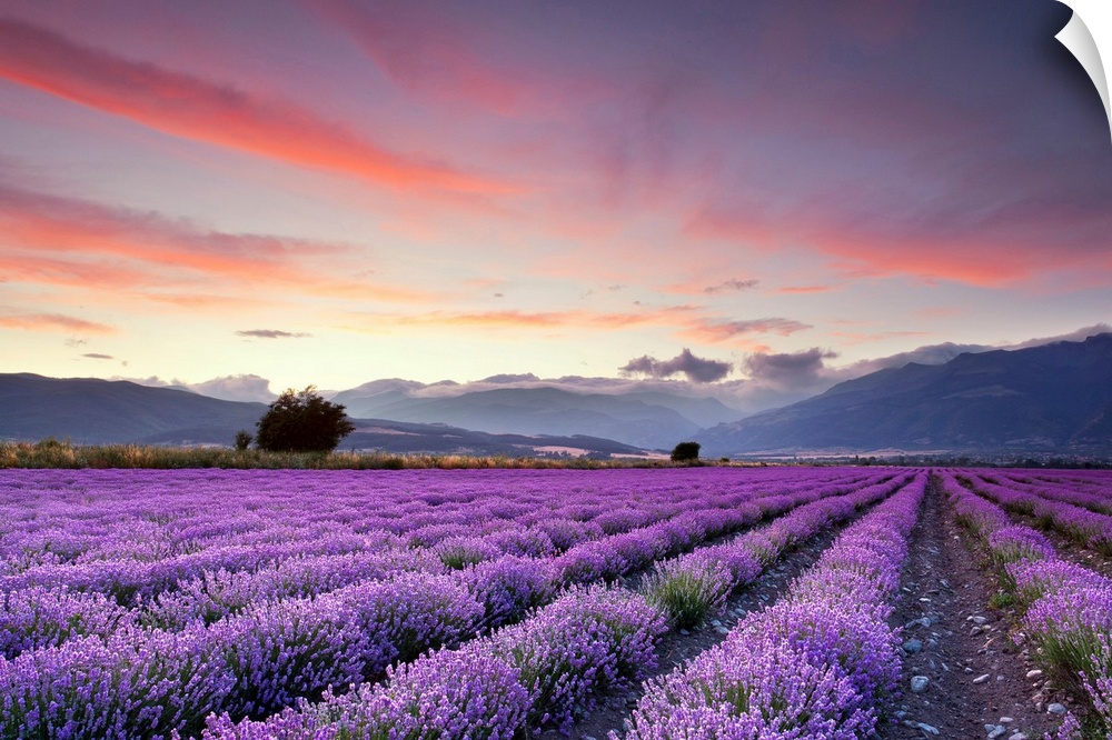 Big canvas print of large fields of flowers with misty rolling hills in the background at sunset.