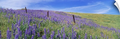 Wild flowers in a meadow, California, USA