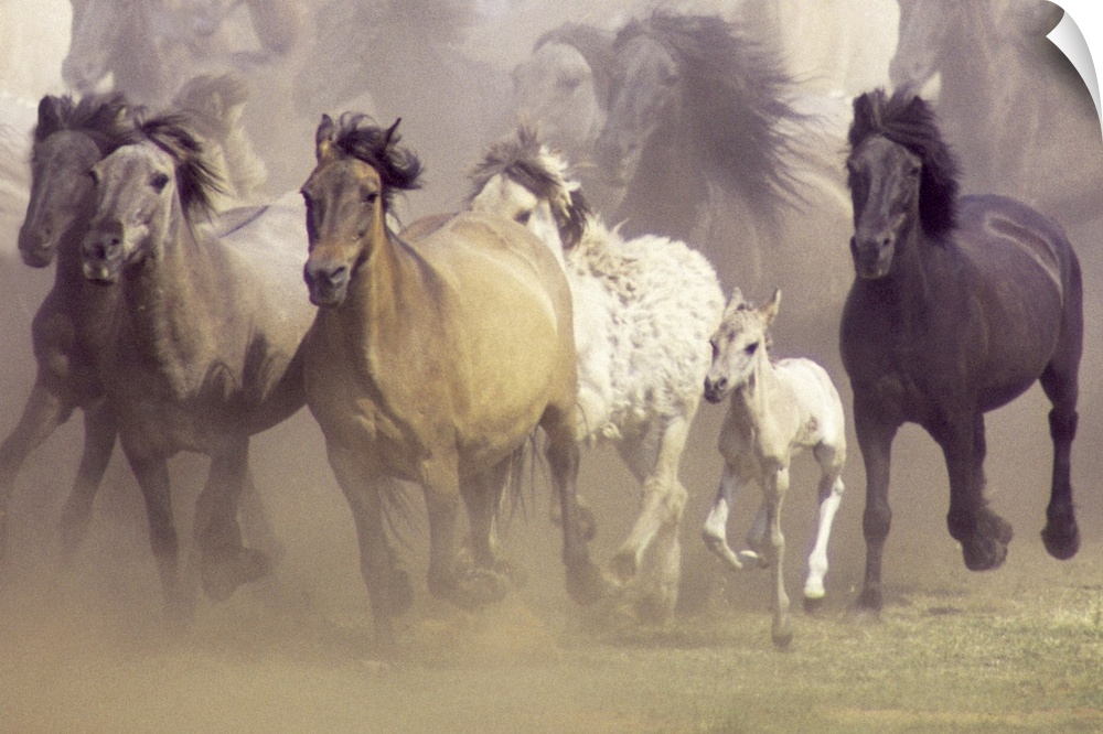 An untamed herd of horses galloping in a field.