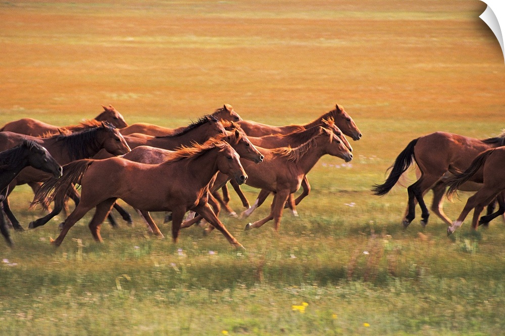 Photograph taken of a herd of horses running through an empty field.