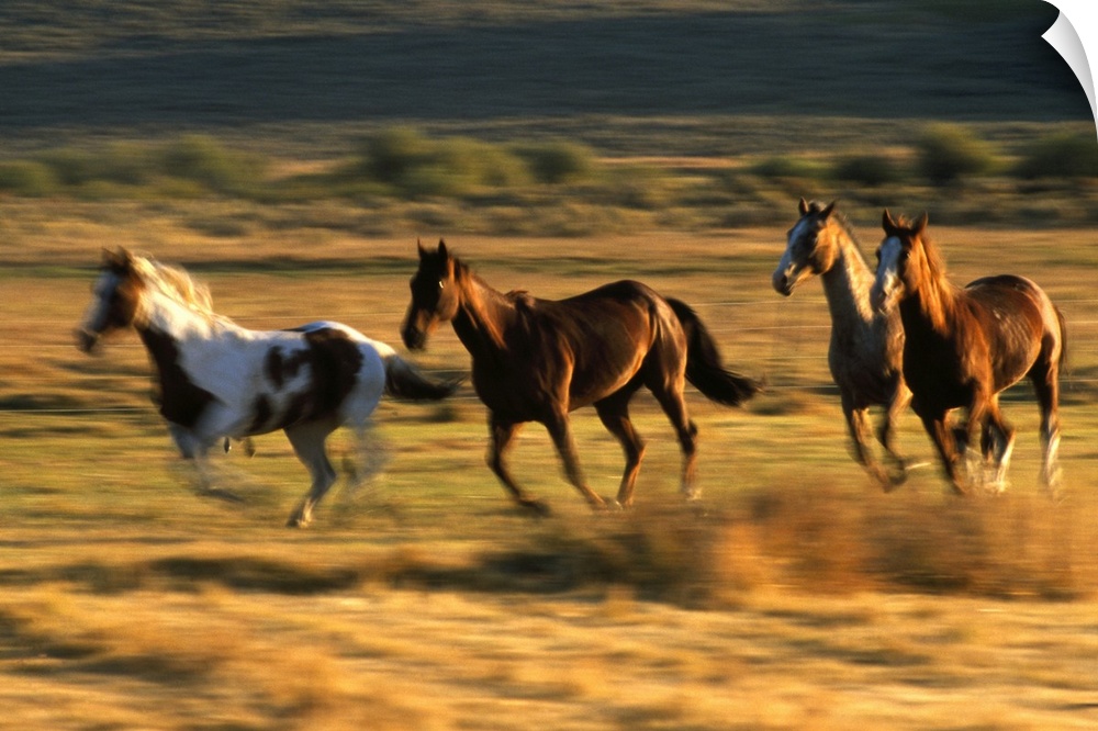 Wild horses running together