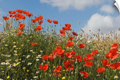 Wild poppies, Andalucia, Spain