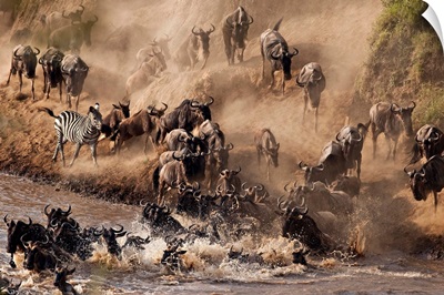 Wildebeest and zebra crossing River Mara.