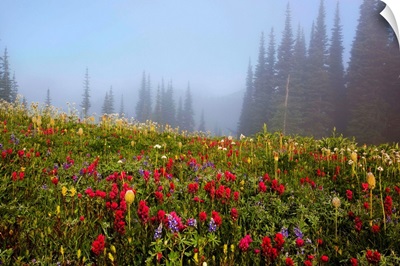 Wildflowers in a field, Washington