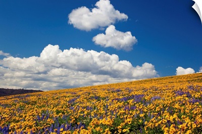 Wildflowers In A Hilly Meadow